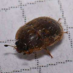 Amphicrossus ciliatus