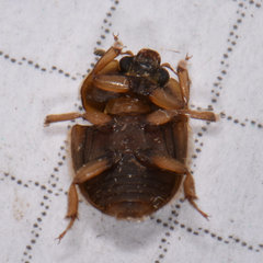 Amphicrossus ciliatus