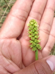 Schoenocaulon pringlei