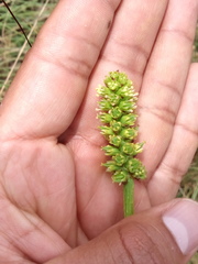 Schoenocaulon pringlei