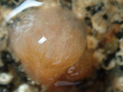 Morchellium argus