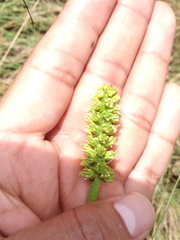 Schoenocaulon pringlei
