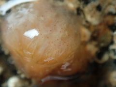 Morchellium argus