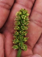 Schoenocaulon pringlei