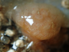 Morchellium argus