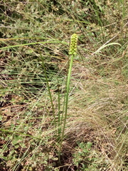 Schoenocaulon pringlei