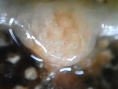 Morchellium argus
