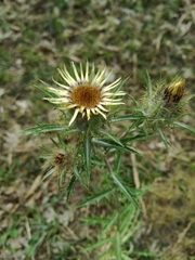 Carlina vulgaris