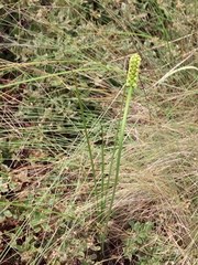 Schoenocaulon pringlei