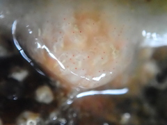 Morchellium argus