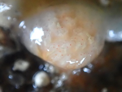 Morchellium argus