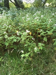 Koenigia campanulata