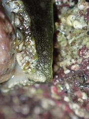 Haliotis tuberculata tuberculata