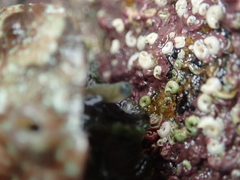 Haliotis tuberculata tuberculata