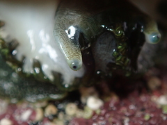 Haliotis tuberculata tuberculata