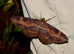 Feigeria xylia