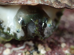 Haliotis tuberculata tuberculata