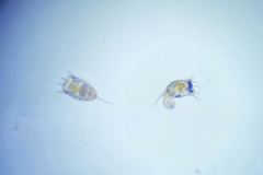 Keratella cochlearis