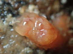 Morchellium argus