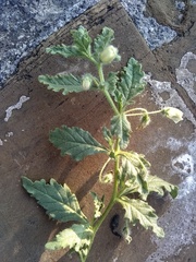 Chamaesaracha crenata
