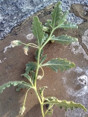 Chamaesaracha crenata