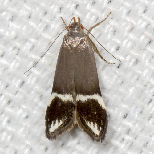 Anacampsis tristrigella (Walsingham, 1882)