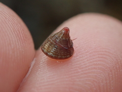 Jujubinus exasperatus