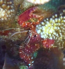 Enoplometopus occidentalis