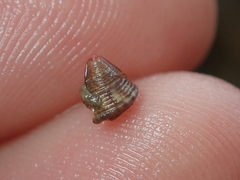 Jujubinus exasperatus