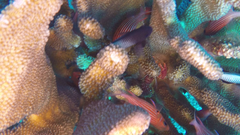 Enoplometopus occidentalis