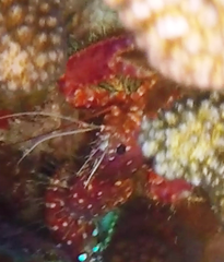 Enoplometopus occidentalis