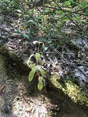 Lysimachia verticillaris