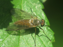 Rhagio lineola