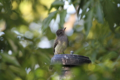 Myiarchus venezuelensis