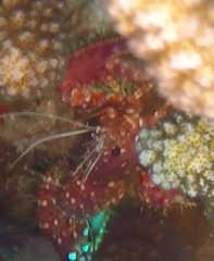 Enoplometopus occidentalis