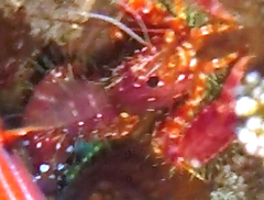 Enoplometopus occidentalis