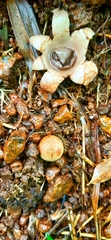 Geastrum indicum