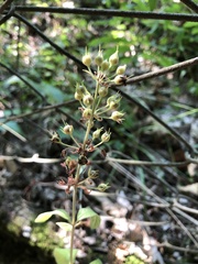 Lysimachia verticillaris