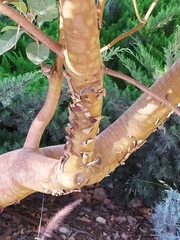 Arbutus andrachne