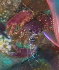 Enoplometopus occidentalis