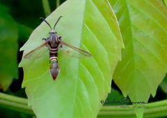 Aegerina