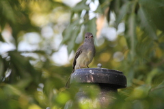Myiarchus venezuelensis