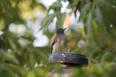 Myiarchus venezuelensis