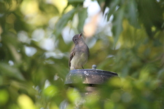 Myiarchus venezuelensis