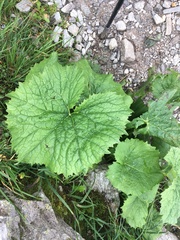 Adenostyles alliariae