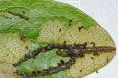 Zomaria interruptolineana