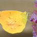 Mariposa Dormilona Naranja - Photo (c) Judy Gallagher, algunos derechos reservados (CC BY), subido por Judy Gallagher