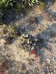 Dudleya ingens