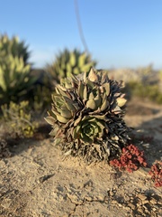 Dudleya ingens