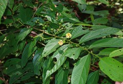 Grewia serrulata